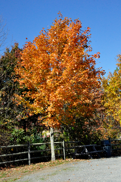fall foliage